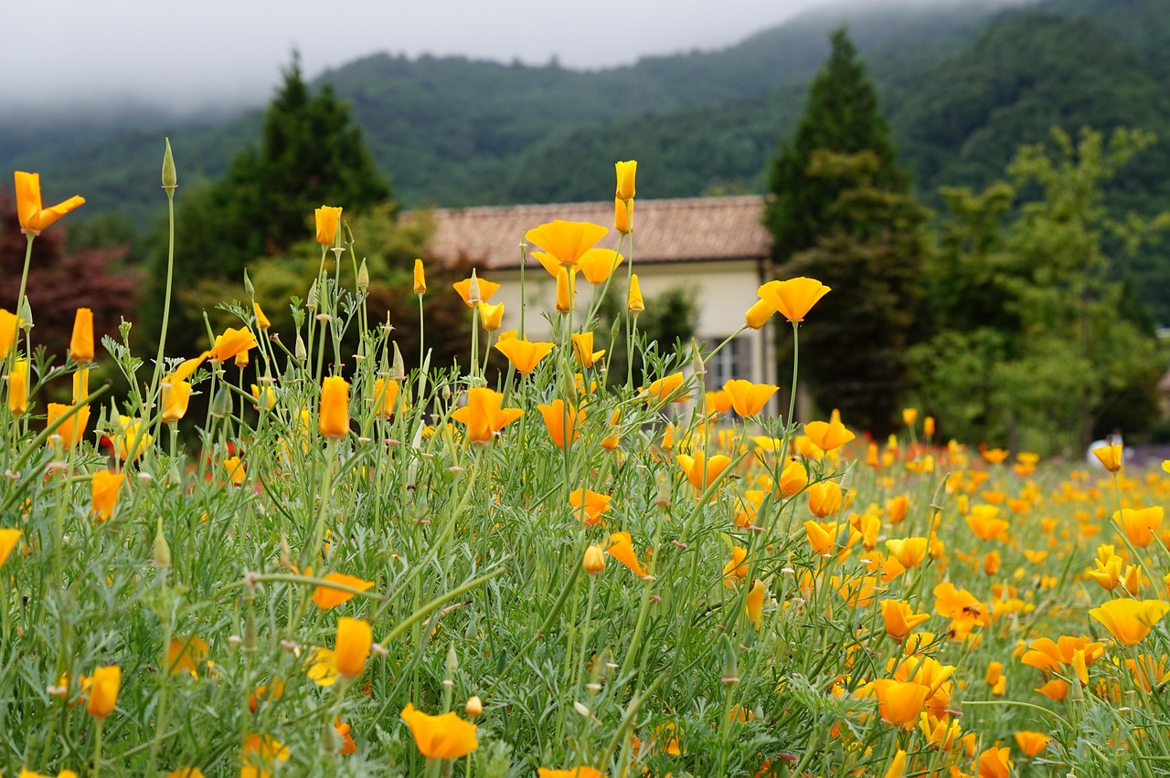 DDOS在线攻击|如何保护你的网站免受黑客攻击